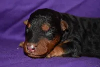 Nutmeg, a female Welsh Terrier for sale in Draper, VA – 2 of 8