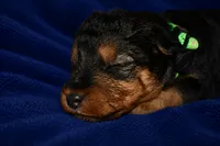 Valor, a male Welsh Terrier for sale in Draper, VA – 4 of 6