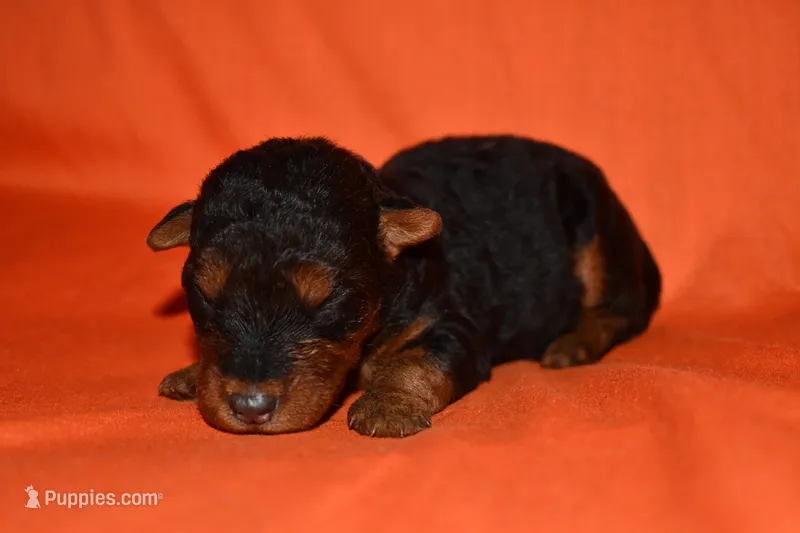 Spice – Welsh Terrier puppy for sale in Draper, VA