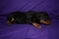 Nutmeg, a female Welsh Terrier for sale in Draper, VA – 5 of 8