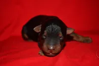 Timber, a female Welsh Terrier for sale in Draper, VA – 2 of 10