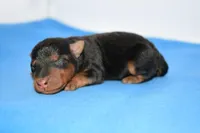 Siren, a male Welsh Terrier for sale in Draper, VA – Photo 3 of 10