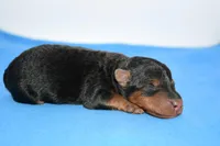 Siren, a male Welsh Terrier for sale in Draper, VA – Photo 6 of 10