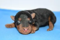 Siren, a male Welsh Terrier for sale in Draper, VA – Photo 8 of 10