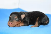 Siren, a male Welsh Terrier for sale in Draper, VA – Photo 5 of 10