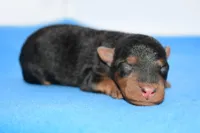 Siren, a male Welsh Terrier for sale in Draper, VA – Photo 2 of 10