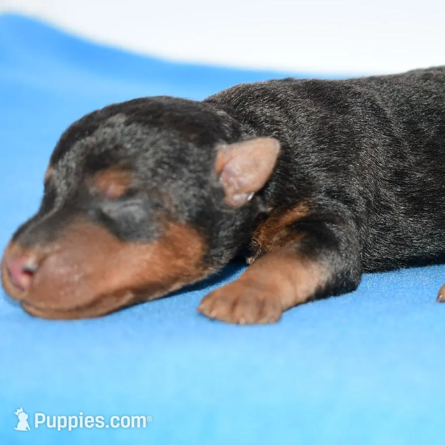 Siren, a male Welsh Terrier for sale in Draper, VA – Photo 9 of 10