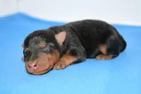 Siren, a male Welsh Terrier for sale in Draper, VA – Photo 4 of 10