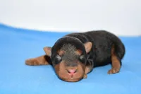 Siren, a male Welsh Terrier for sale in Draper, VA – Photo 7 of 10