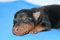 Siren, a male Welsh Terrier for sale in Draper, VA – Photo 10 of 10