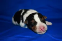 Brewster, a male Wire Fox Terrier for sale in Draper, VA – 3 of 6