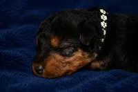 Commander, a male Welsh Terrier for sale in Draper, VA – 5 of 6