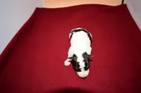 Finn, a male Wire Fox Terrier for sale in Draper, VA – Photo 10 of 10