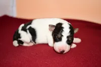 Finn, a male Wire Fox Terrier for sale in Draper, VA – Photo 4 of 10