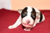 Finn, a male Wire Fox Terrier for sale in Draper, VA – Photo 2 of 10