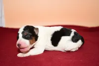 Finn, a male Wire Fox Terrier for sale in Draper, VA – Photo 7 of 10