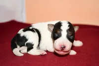 Finn, a male Wire Fox Terrier for sale in Draper, VA – Photo 1 of 10