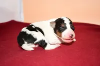 Finn, a male Wire Fox Terrier for sale in Draper, VA – Photo 9 of 10