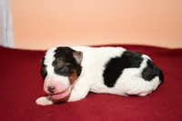 Finn, a male Wire Fox Terrier for sale in Draper, VA – Photo 8 of 10