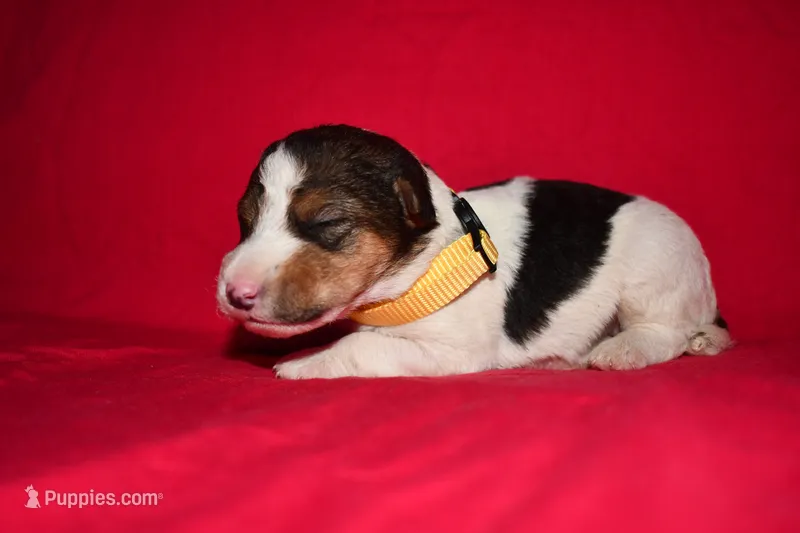Charlotte – Wire Fox Terrier puppy for sale in Draper, VA