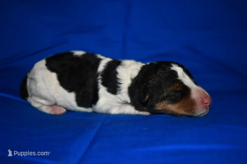 Brewster – Wire Fox Terrier puppy for sale in Draper, VA