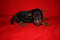 Cedar, a female Welsh Terrier for sale in Draper, VA – 7 of 9