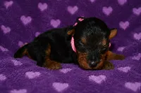 Spirit, a female Welsh Terrier for sale in Draper, VA – 3 of 6