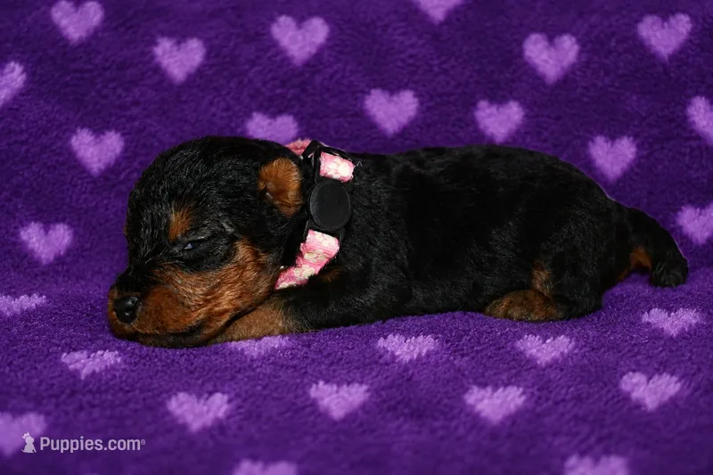 Spirit – Welsh Terrier puppy for sale in Draper, VA
