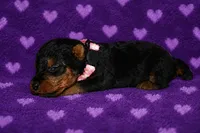 Spirit, a female Welsh Terrier for sale in Draper, VA – 1 of 6