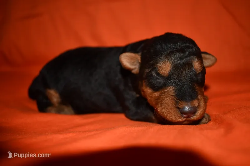 Cider – Welsh Terrier puppy for sale in Draper, VA