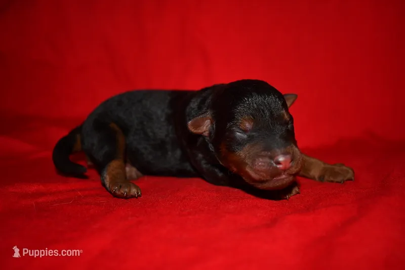 Cedar – Welsh Terrier puppy for sale in Draper, VA