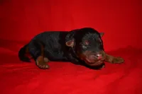 Cedar, a female Welsh Terrier for sale in Draper, VA – 1 of 9