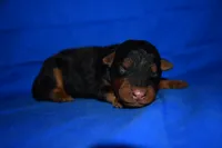 Crisp, a male Welsh Terrier for sale in Draper, VA – 3 of 10