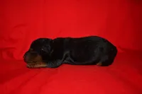 Cedar, a female Welsh Terrier for sale in Draper, VA – 6 of 9