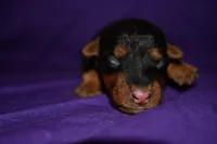 Hazelnut, a female Welsh Terrier for sale in Draper, VA – 3 of 8