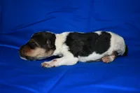 Arlo, a male Wire Fox Terrier for sale in Draper, VA – 3 of 7