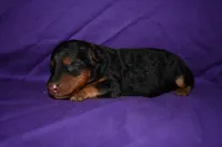 Nutmeg, a female Welsh Terrier for sale in Draper, VA – 3 of 8