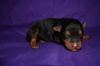 Pumpkin, a female Welsh Terrier for sale in Draper, VA – 4 of 10