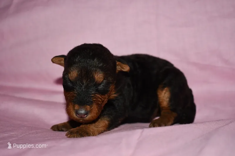 Nutmeg – Welsh Terrier puppy for sale in Draper, VA