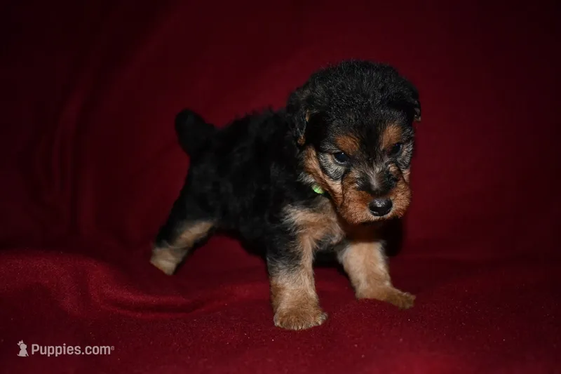 Patriot – Welsh Terrier puppy for sale in Draper, VA