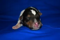 Wilbur, a male Wire Fox Terrier for sale in Draper, VA – 4 of 7