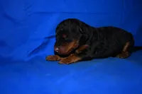 Crisp, a male Welsh Terrier for sale in Draper, VA – 8 of 10