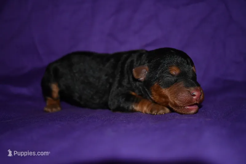 Pumpkin – Welsh Terrier puppy for sale in Draper, VA