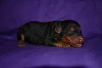 Pumpkin, a female Welsh Terrier for sale in Draper, VA – 1 of 10