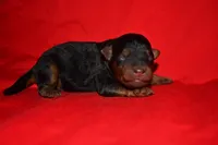 Timber, a female Welsh Terrier for sale in Draper, VA – 9 of 10