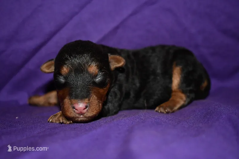 Hazelnut – Welsh Terrier puppy for sale in Draper, VA