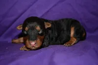 Hazelnut, a female Welsh Terrier for sale in Draper, VA – 1 of 8