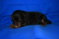Spice, a male Welsh Terrier for sale in Draper, VA – 3 of 10
