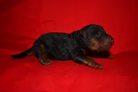 Timber, a female Welsh Terrier for sale in Draper, VA – 8 of 10