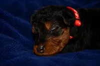 Firecracker, a male Welsh Terrier for sale in Draper, VA – 5 of 7